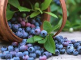 碩果纍纍-藍莓篇