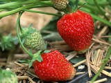 碩果纍纍-草莓篇