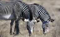 寬屏動物-斑馬與長頸鹿